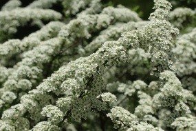 春天树枝开满白色小花朵图片